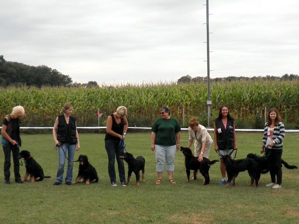 Dora, Danea, Duke, Desiree, Doreen & Darius bei der Klubsiegerschau in Amstetten